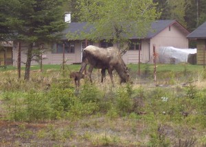 moosebabies2